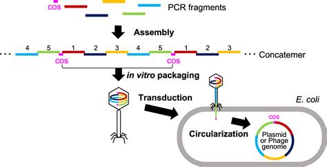 Rapid And Accurate Assembly Of Large DNA Assisted By In Vitro Packaging