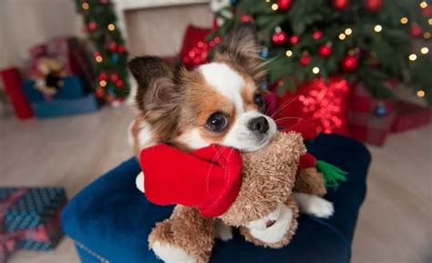 Canine Astounded With Puppy for Christmas in Inspiring Viral Video - The cuttest stories of animals