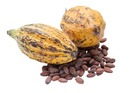 Raw Cacao Components Cocoa Fruit Cacao Beans And Cocoa Pod Against A