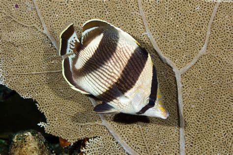 Banded Butterflyfish Chaetodon Striatus Spanglers Scuba