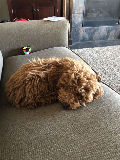 His names solo he’s a miniature poodle. And he’s the sweetest thing ever. : r/poodles