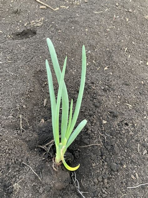 Growing Green Onions Hydroponically Boost Your Harvest
