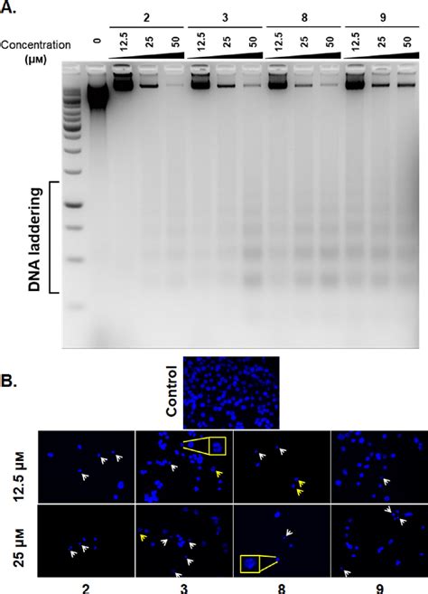 A DNA Fragmentation Assay A549 Cells Were Exposed To Indicated Doses