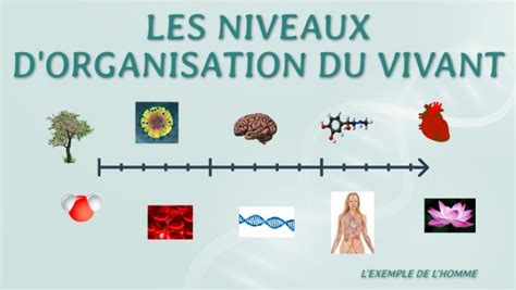 Les Niveaux D Organisation Du Vivant