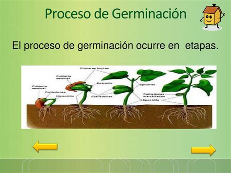 Ppt La Germinaci N De Las Plantas Powerpoint Presentation Free