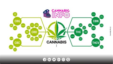 Tout savoir sur les cannabinoïdes les phytocannabinoïdes et les