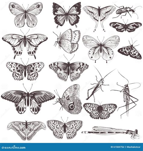 Collection Of Vector Hand Drawn Butterflies Stock Vector Illustration Of Insect Graphic 61584756