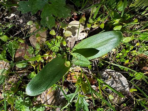 Piperia Michaelii Calflora