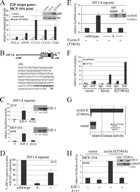 HIF1A is a direct transcriptional target of E2F. (A) Expression of the ... 