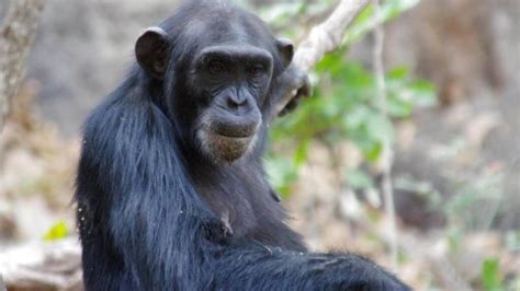 Female Chimps Hunt With Tools Home Quirks And Quarks With Bob