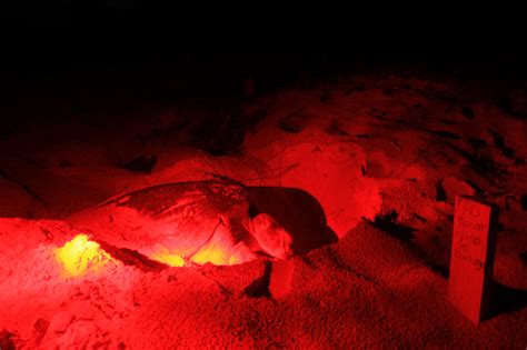 Una Playa Con Cenote En La Riviera Maya Y Una Maternidad De Tortugas