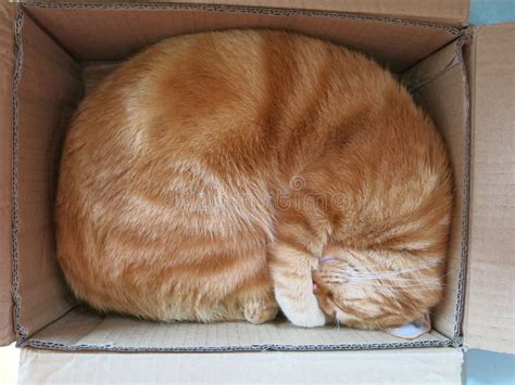 Cat Sleeping in Cardboard Box Stock Photo - Image of domesticated ...