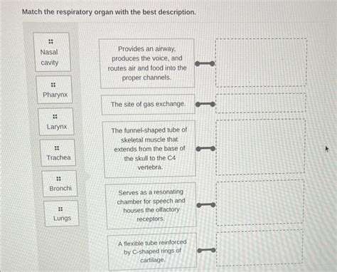 Solved Match the respiratory organ with the best | Chegg.com 