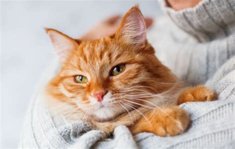 Should I Give My Cat Anti-Anxiety Medication? | by Claudia Lacy | Medium