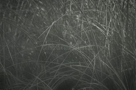 Black and White Closeup of Field Plants for Background Stock Image ...