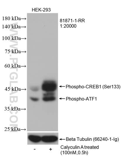 Phospho Creb1 Ser133 Antibody 81871 1 Rr Proteintech 武汉三鹰生物技术有限公司