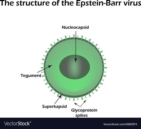 The Structure Epstein Barr Virus Royalty Free Vector Image