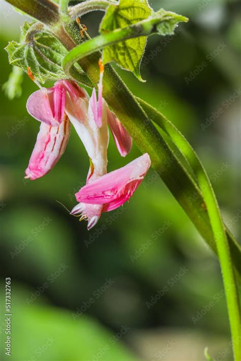 Orchid mantis preying, Pink orchid mantis, Hymenopus coronatus, Walking flower mantis or Flower ...