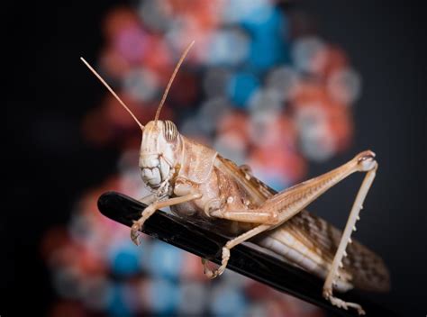 Cracking the Code of a Locust Swarm | Genetics And Genomics