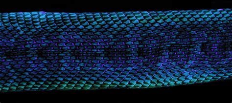 Rattlesnake Skin by Orrutpluks on deviantART