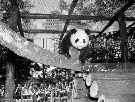 Giant Panda Su Lin At The Brookfield Zoo In Illinois Usa Ca 1937