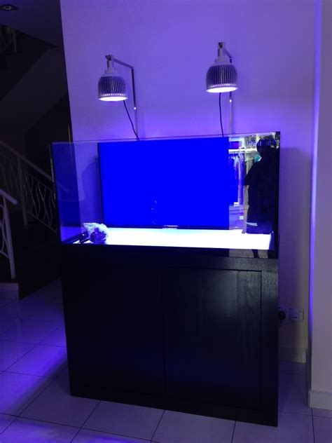 Led Aquarium Lighting Blog Orphek Impressive Monti Growth With