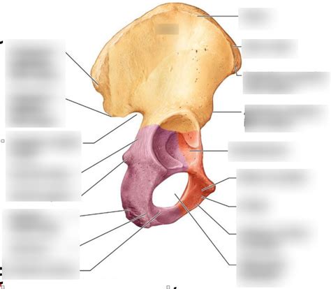 hip bone Diagram | Quizlet