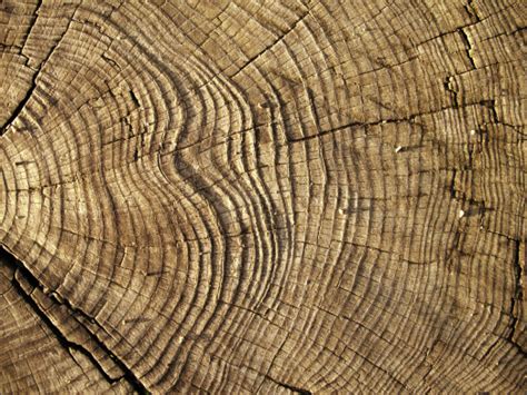 Understanding Wood Grain Blog George Hill Timber