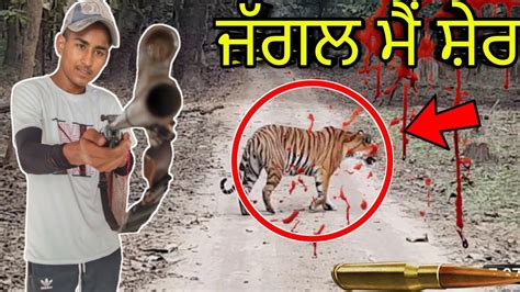 Largest Lion Pride Ever Blocking Road In India Youtube