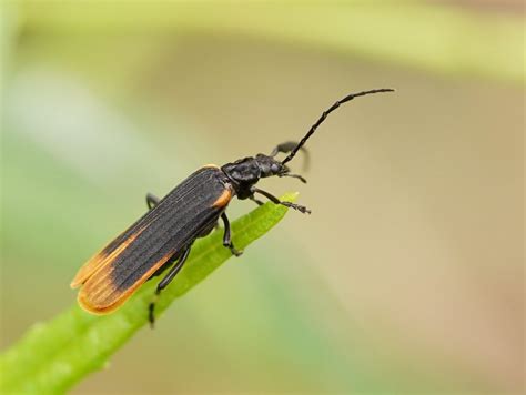 Oedemeridae Variety Of Life