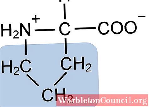 Proline: characteristics, structure, functions, foods - science - 2025