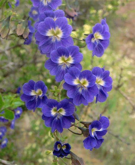 Rare Blue Nasturtium Vine Tropaeolum azureum - 4 Seeds