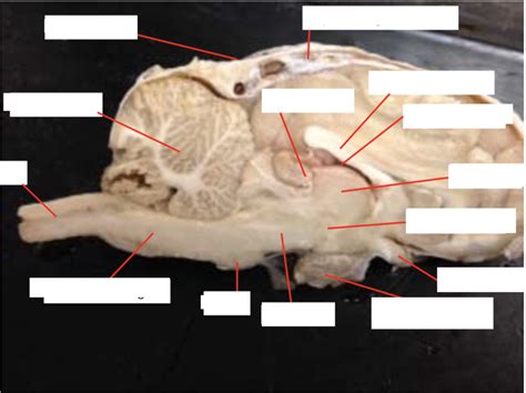 Sheep Brain 2 Diagram Quizlet