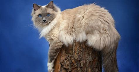 Ragdoll Cat Breed Complete Guide Wiki Point