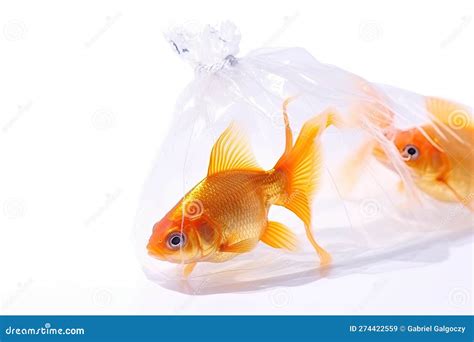 Goldfish In Plastic Bag Staring At Camera Isolated On White Background