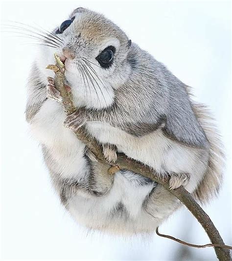 706 best Flying Squirrels images on Pinterest | Red squirrel, Squirrel ...