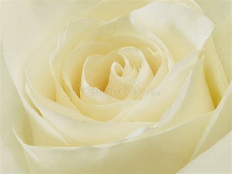 White Rose Stock Photo Image Of Nature Rose Passion 12963054