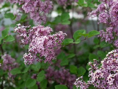 What Is A Dwarf Lilac Tree: Types Of Dwarf Lilacs For The Landscape