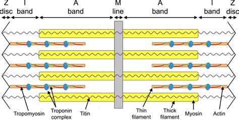 Sarcomere Bands