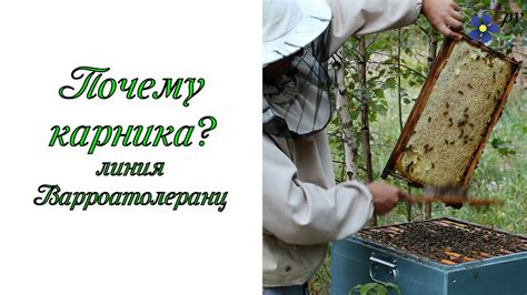 Почему карника? Пчелы породы карника, линия варроатолеранц. - YouTube