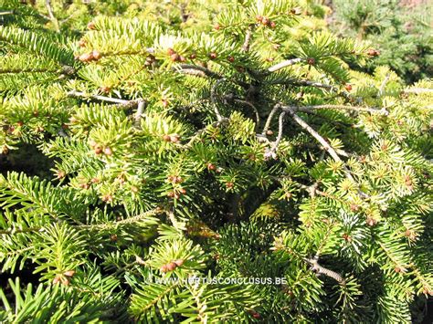 Abies Nordmanniana Barabits Compact Boomkwekerij Hortus Conclusus