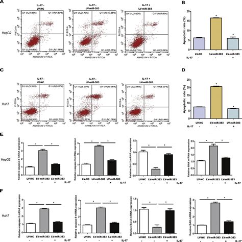 Overexpression Of Mir 383 Promoted Tumor Cell Apoptosis And