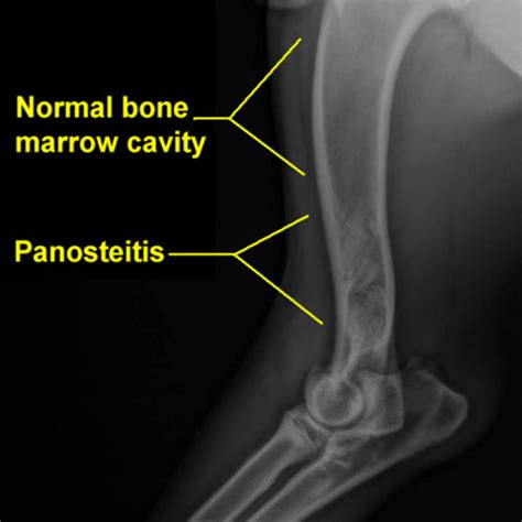 Panosteitis (Pano) Symptoms & Relief for your Dog – Colorado Dog Company