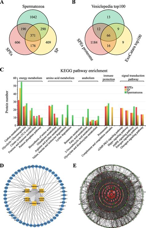 Comprehensive Proteome Profile Analysis Of Sperm Seminal Plasma Sp