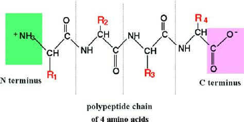 Polypeptide Chain Of Amino Acids