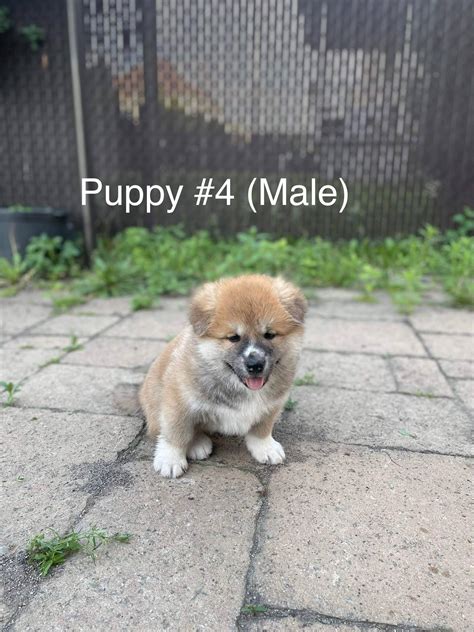 Purebred Japanese Akita puppies | PetClassifieds.com