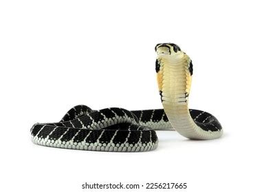 Baby King Cobra On Isolated Background Stock Photo 2256217665 ...