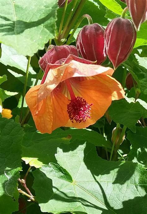 Plantfiles Pictures Abutilon Flowering Maple Apricot Abutilon By Kell