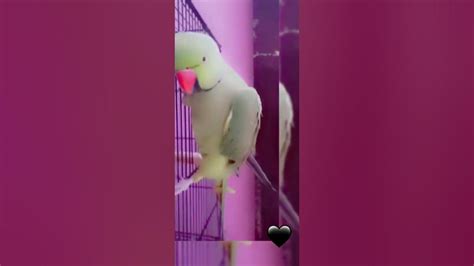 My Cutie Talking Parrots 🦜 Youtube