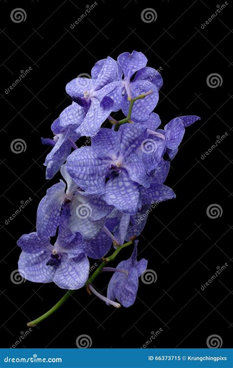 Purple orchids stock image. Image of beautiful, flower - 66373715